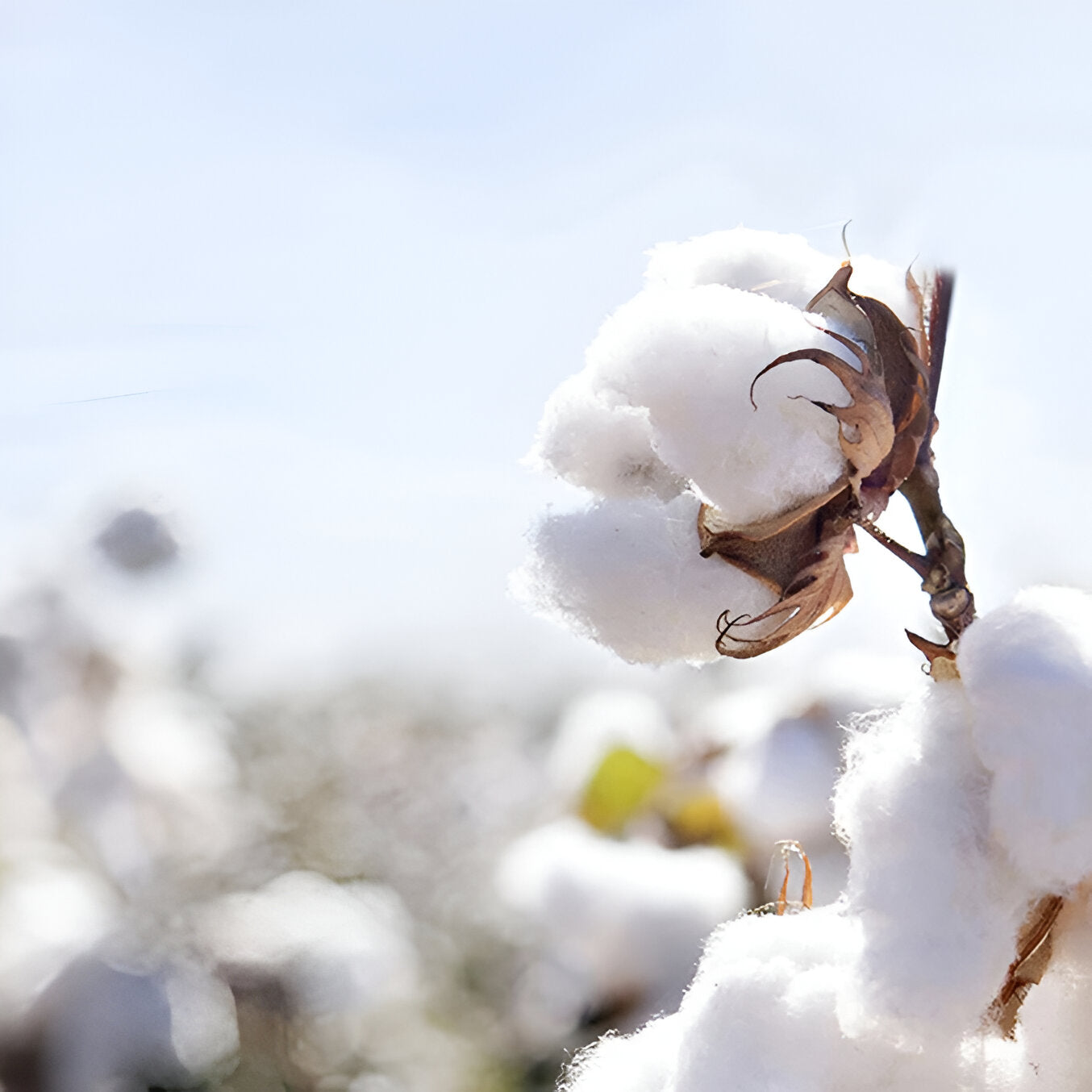 Herren T-Shirt (kurzarm)